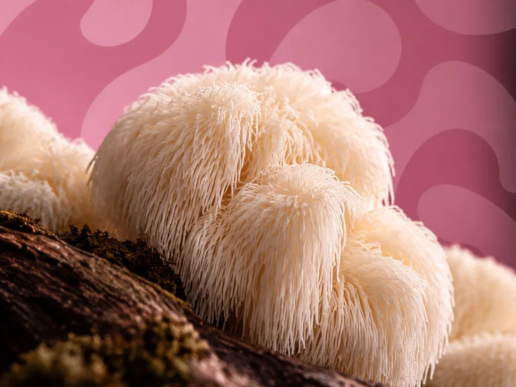 Lion's Mane mushroom
