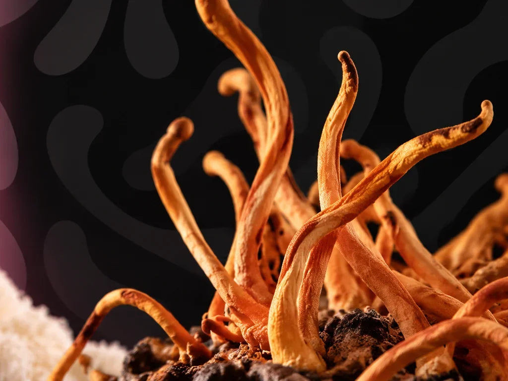 Cordyceps mushroom